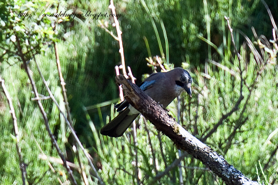 Garrulus glandarius