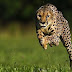 La carrera de un guepardo a cámara lenta