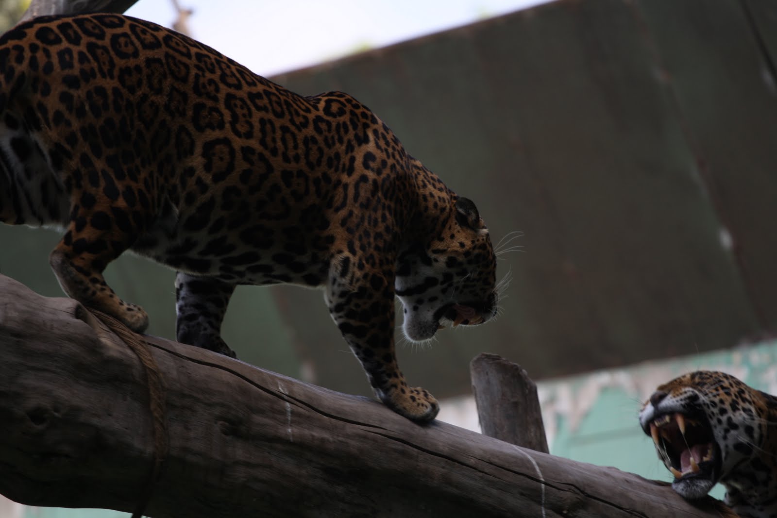 Harriet and Matt take on South America We finally found Jaguars!!!!!!!!!!!