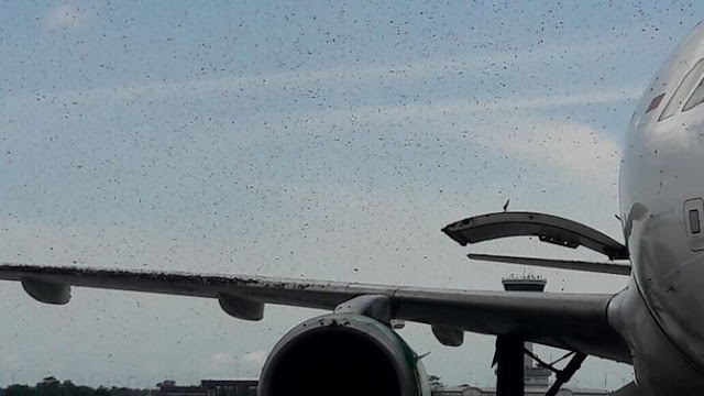Pesawat Citilink Di Serang Ribuan Lebah Di Bandara Kualanamu