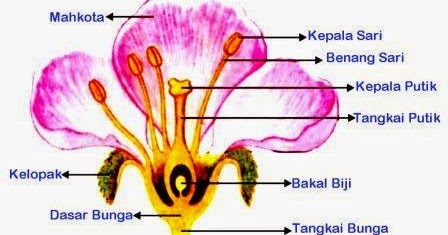 Bagian-Bagian Bunga dan Fungsinya
