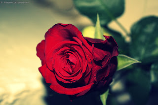 Red Rose images