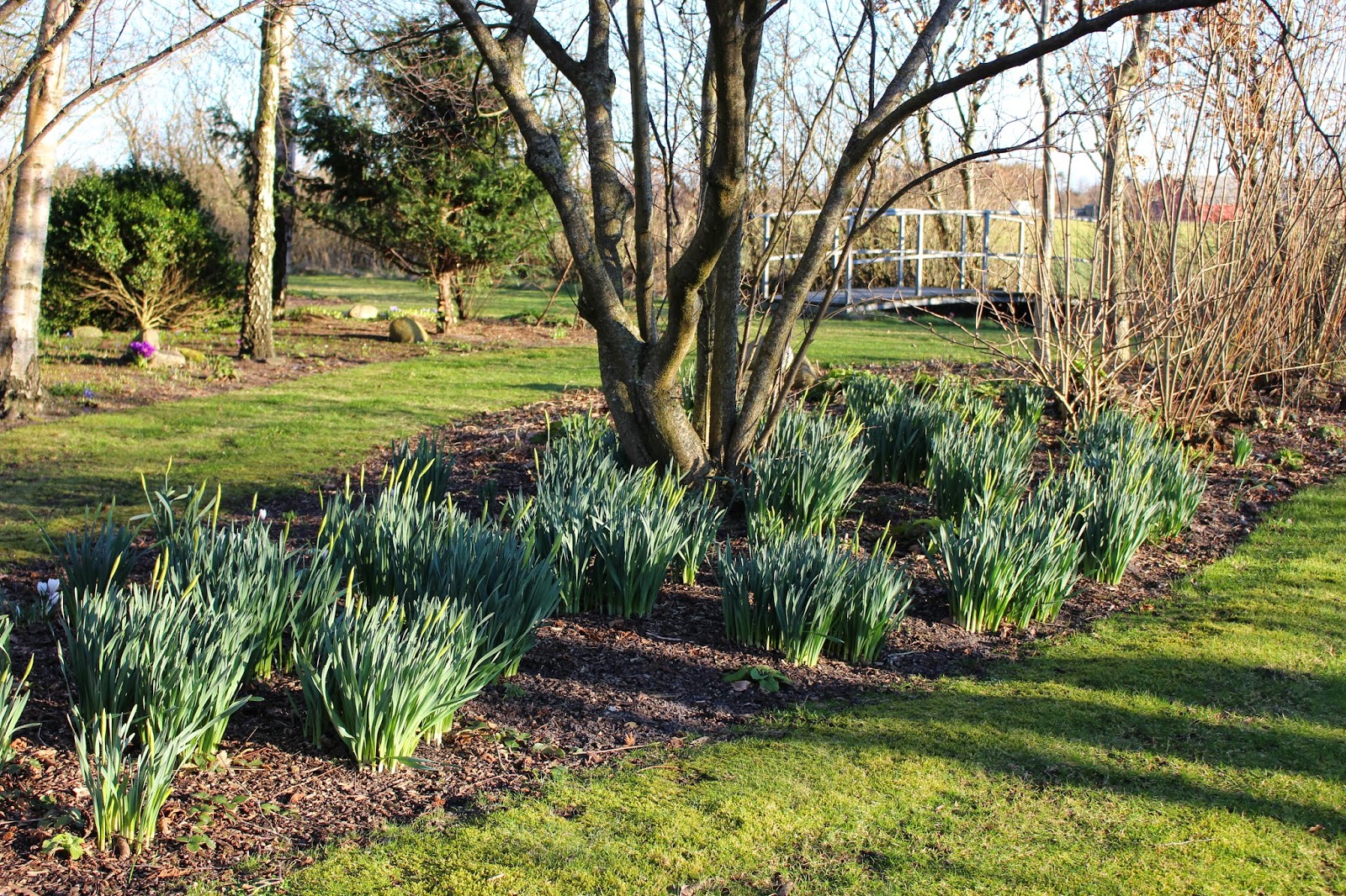 Fru Pedersens have: Nyslået græs og kaffe i haven.