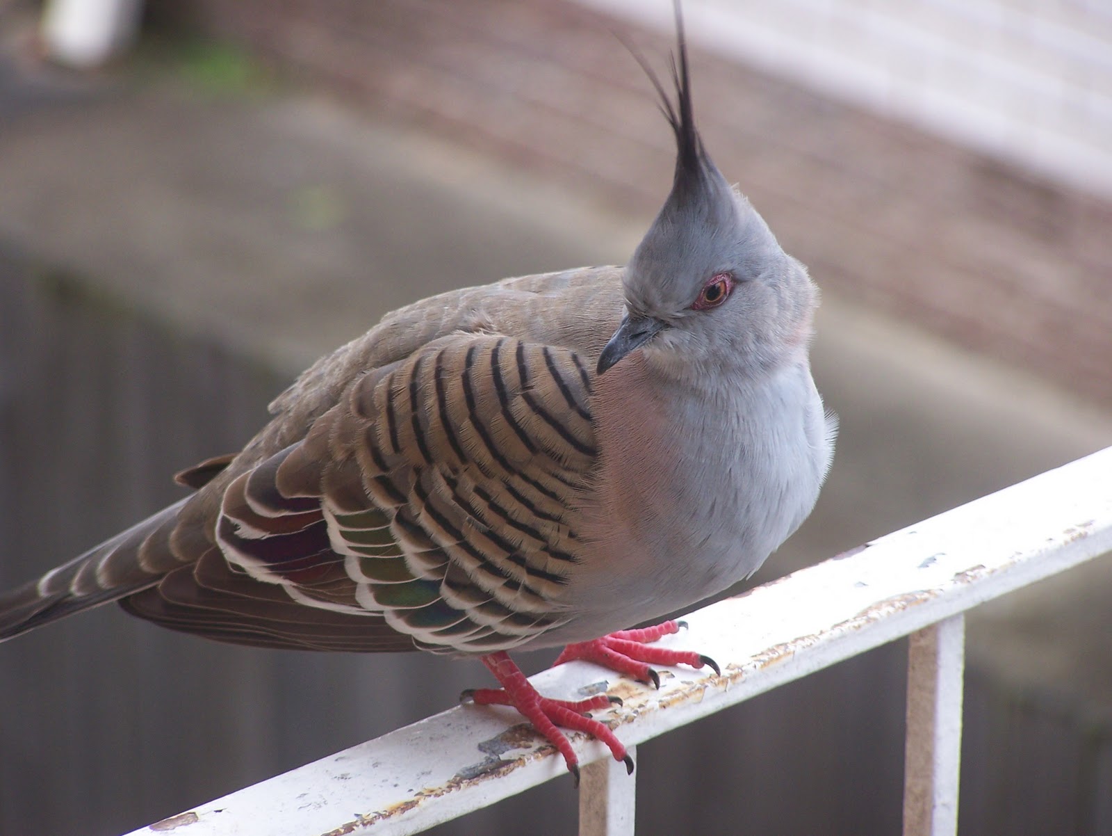 Little Australia Australian Crested Pigeon