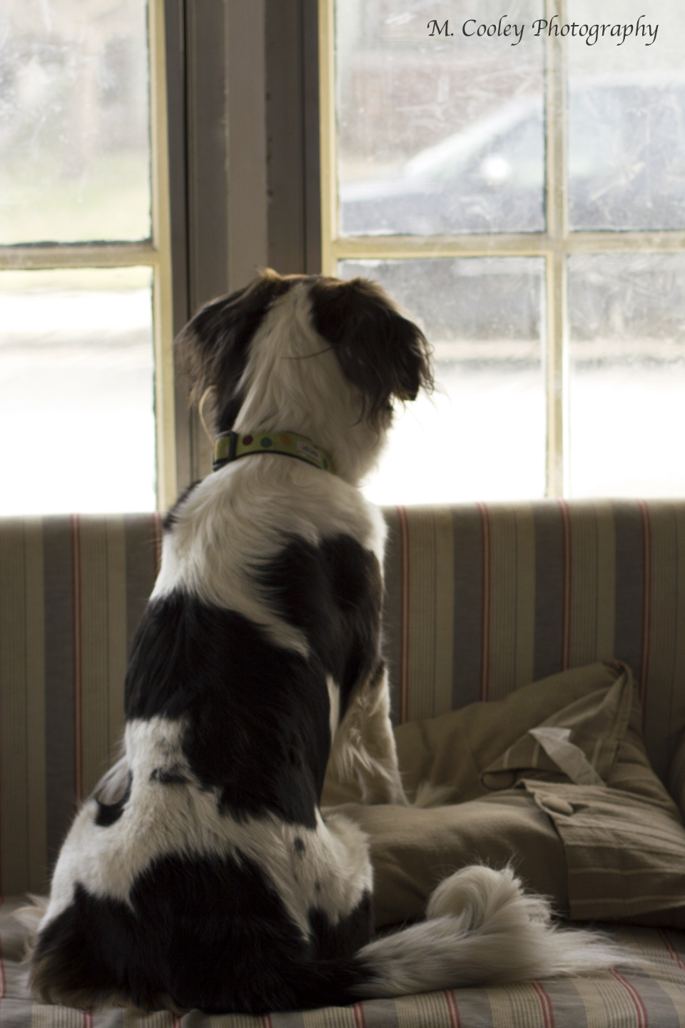 Leave Dog Alone Days Leave Dog Alone Days
