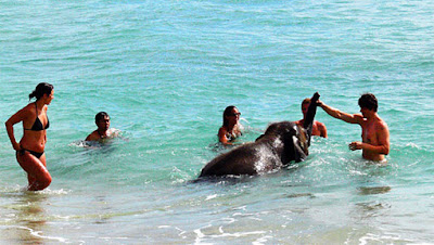 swimming with the elephant at Mai Khao Beach