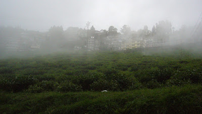 Darjeeling tea estate, Darjeeling, Darjeeling India