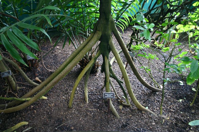 socratea-exorrhiza-walking-palms-3