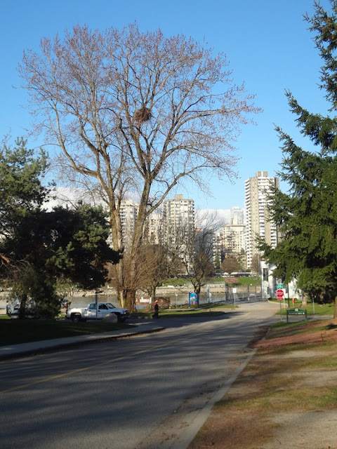 bald eagle nest in vancouver near bike path