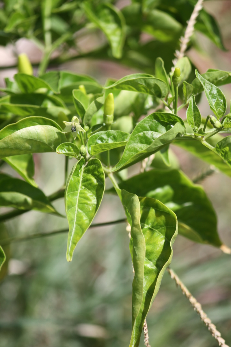 Closeup of a pepper plant branch. Several leaves hang down, with a few