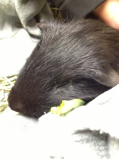 Ronnie the Guinea Pig Lived Happily and Died of Lymphoma