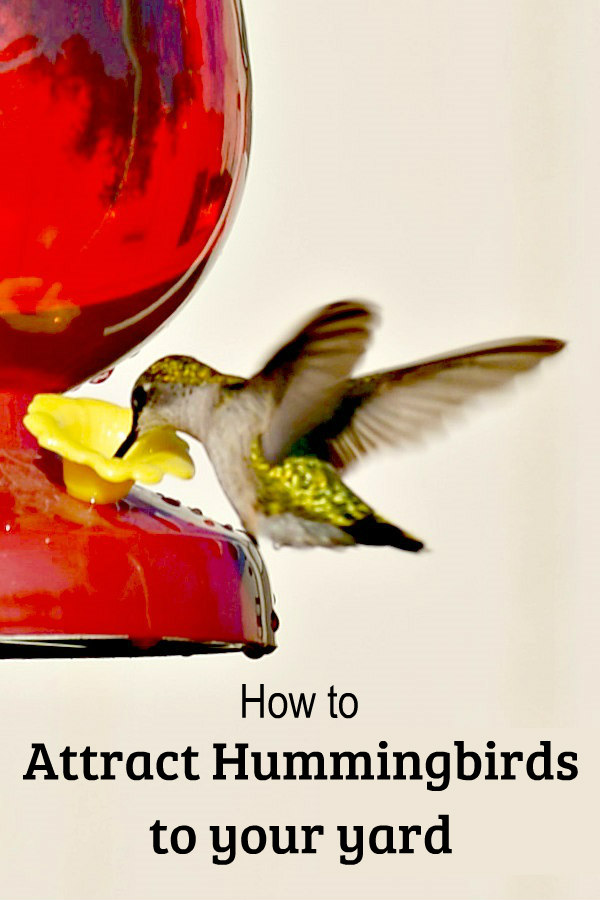 How to Attract Hummingbirds to Your Yard Oak Hill Homestead