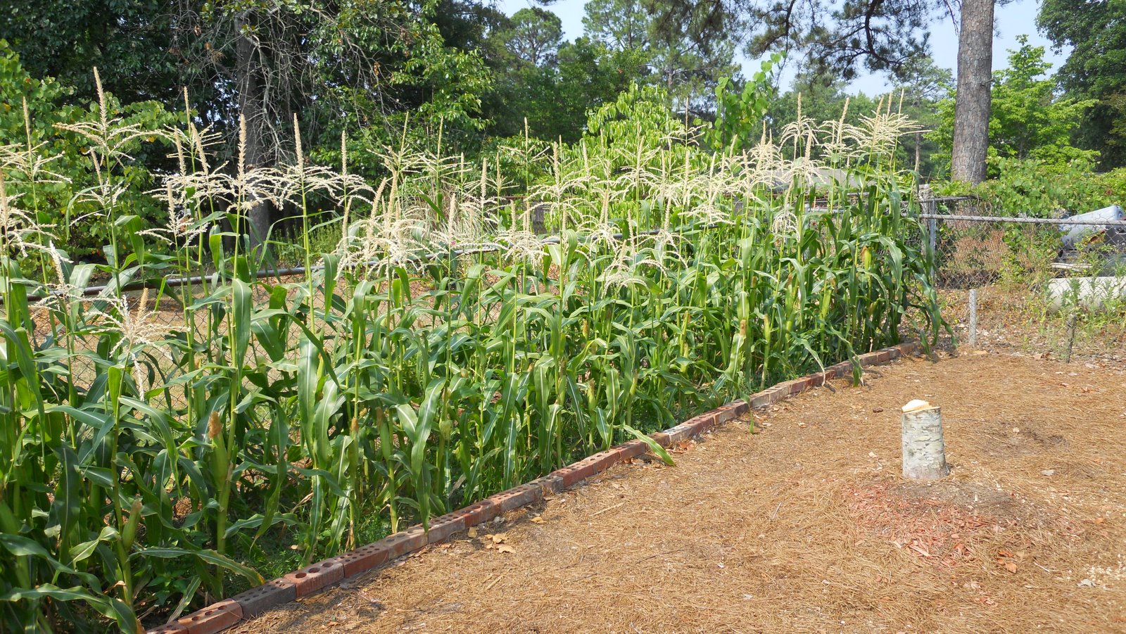 Home Garden Corn Harvest Peaches and Cream