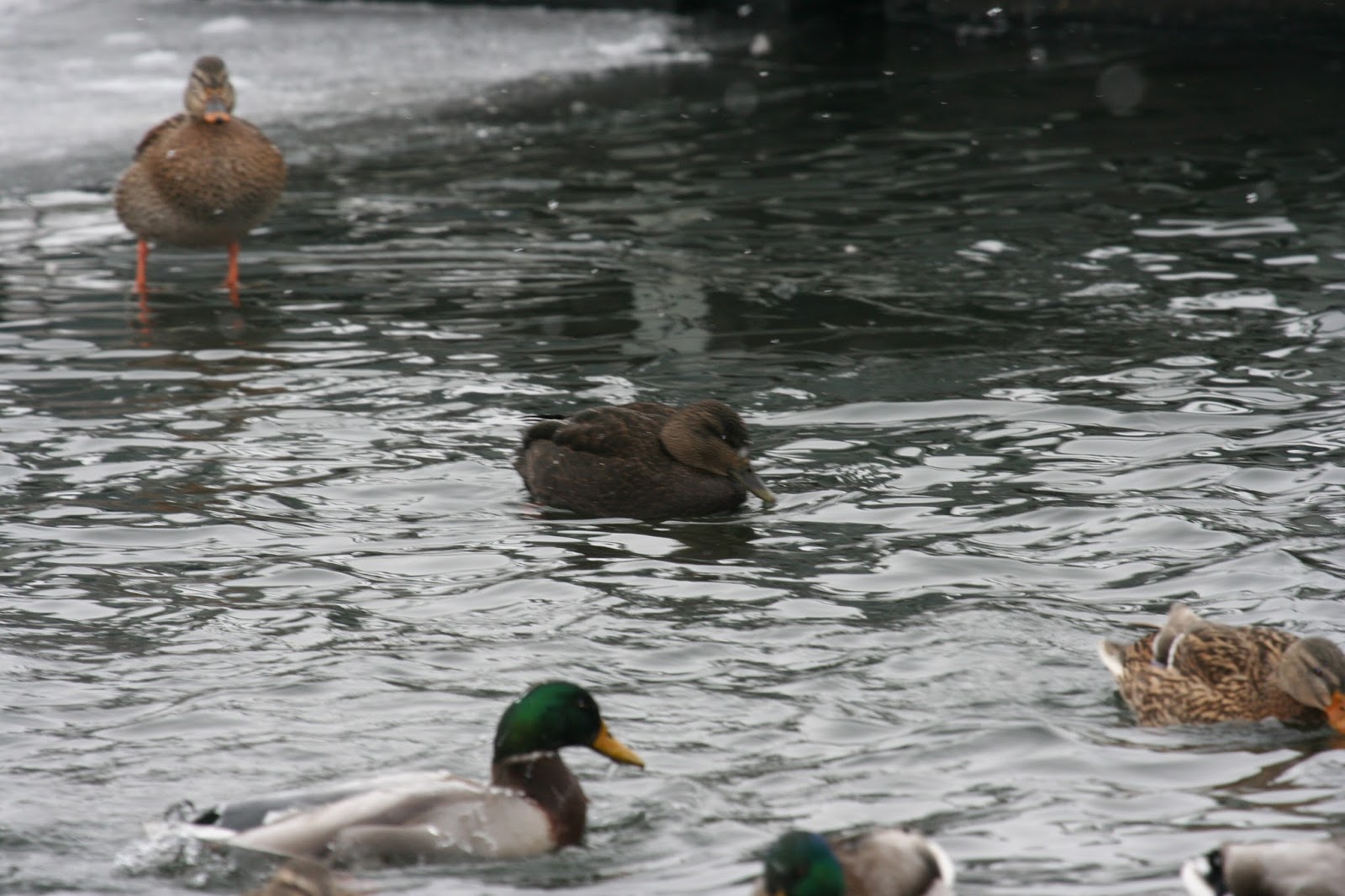 Bardiac: American Black Duck