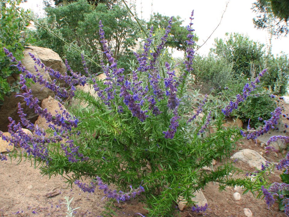 Plantas Nativas del norte de Baja California