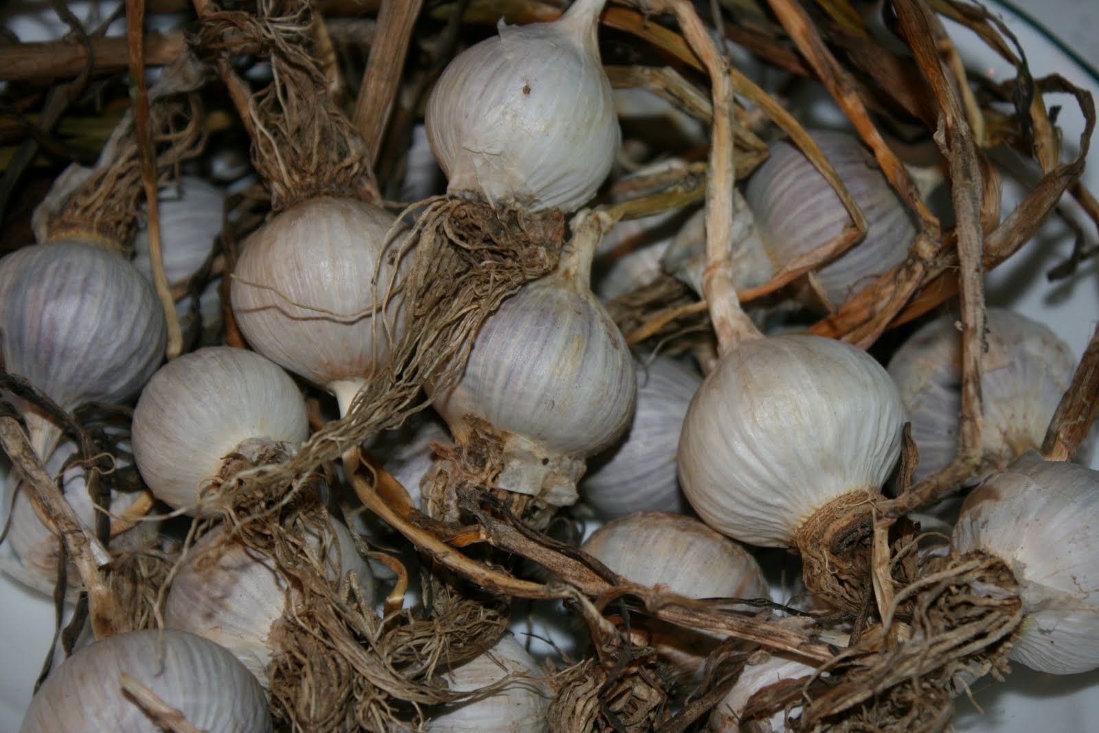 Elbow Deep in Earth I planted garlic and got onions... What?!