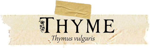Magical and Medicinal Uses of Thyme. Includes FREE BOS page!