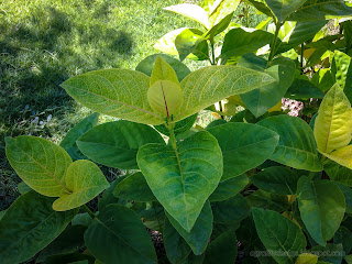 Fresh Green Leaves Of White Tiny Flowers In The Garden