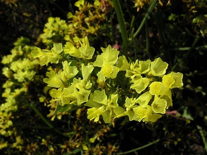 Цветок статица- посадка, выращивание и уход в открытом грунте