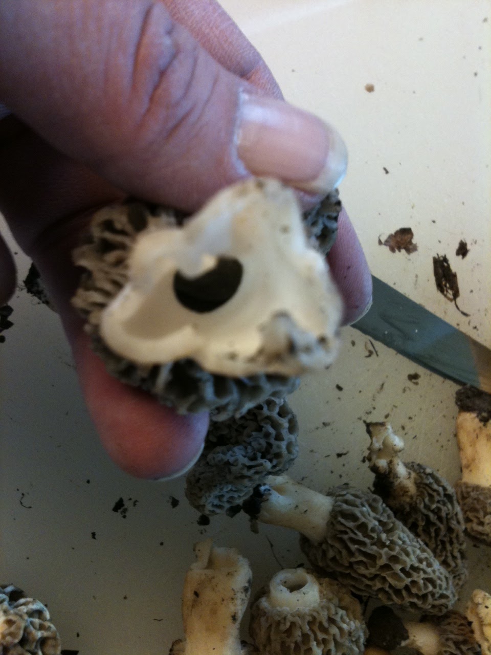 Easy Frugal Living One hour, 3 Humans, 52 Morels!