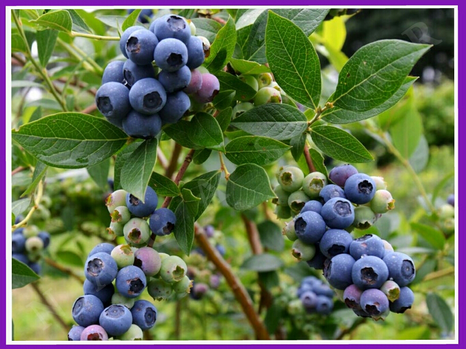 Kandungan Dan Manfaat Buah Blueberry Lazio Alfaro