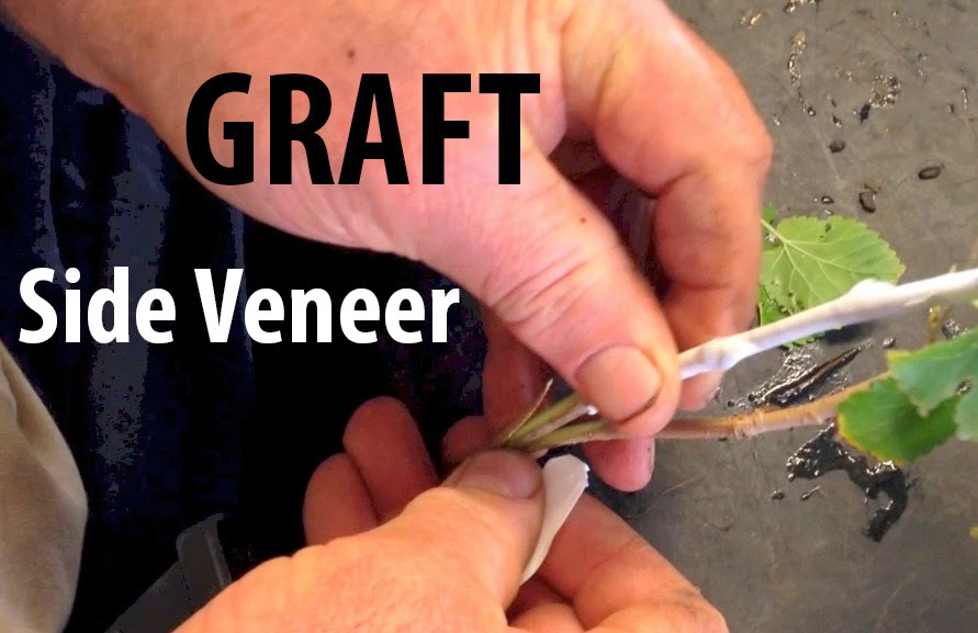 Daleys Fruit Tree Blog Grafting Fruit Trees Side Veneer Graft a How To