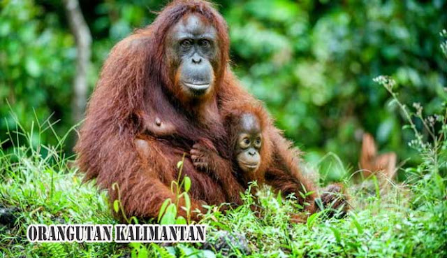 ORANGUTAN KALIMANTAN