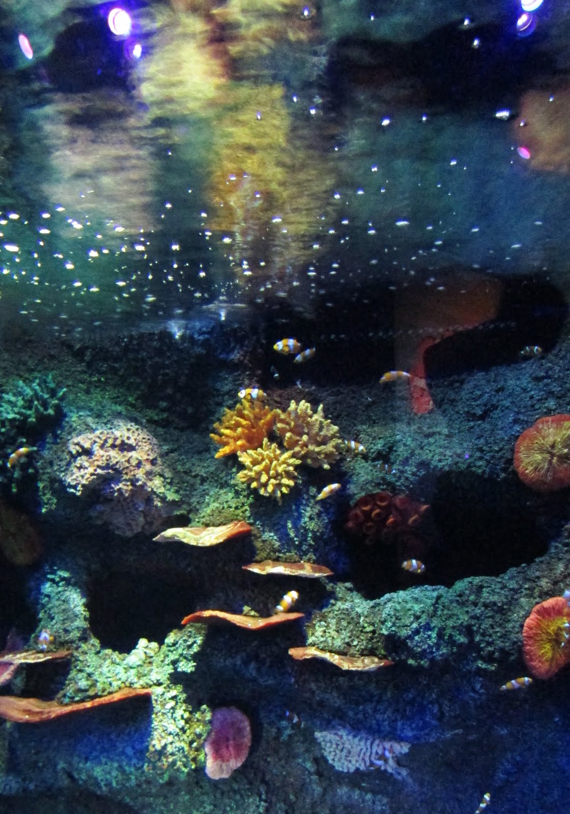 Adventure 4 REVISITED SEA LIFE Melbourne Aquarium The Small Adventurer