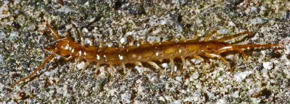 Hawaiian Large Centipede