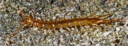 hawaiian centipede centipedes hawaii species largest hawaiin dry