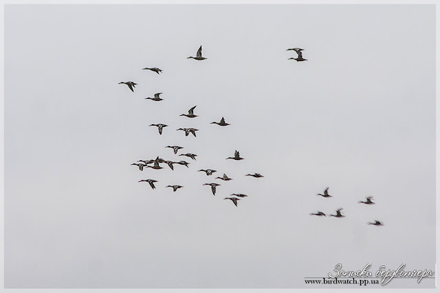 file382.jpg file382.jpg