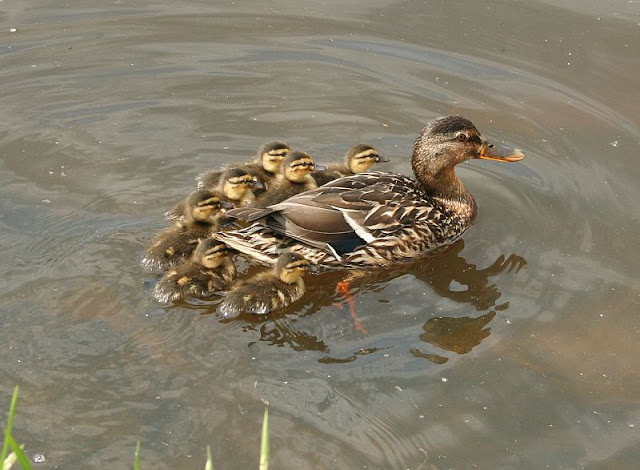 Stockentenmutter mit 6 Kleinen Entenkindern