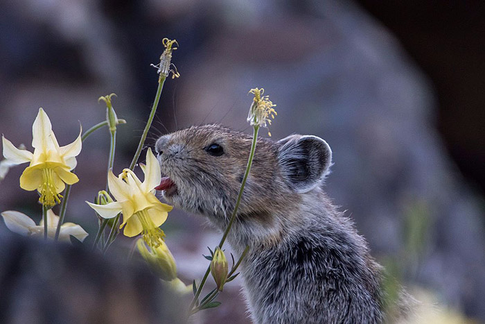 El Herrerillo American pika (Ochotona princeps)