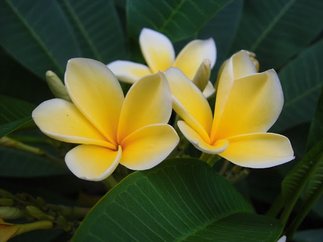 Yellow Plumeria Pictures Galleries