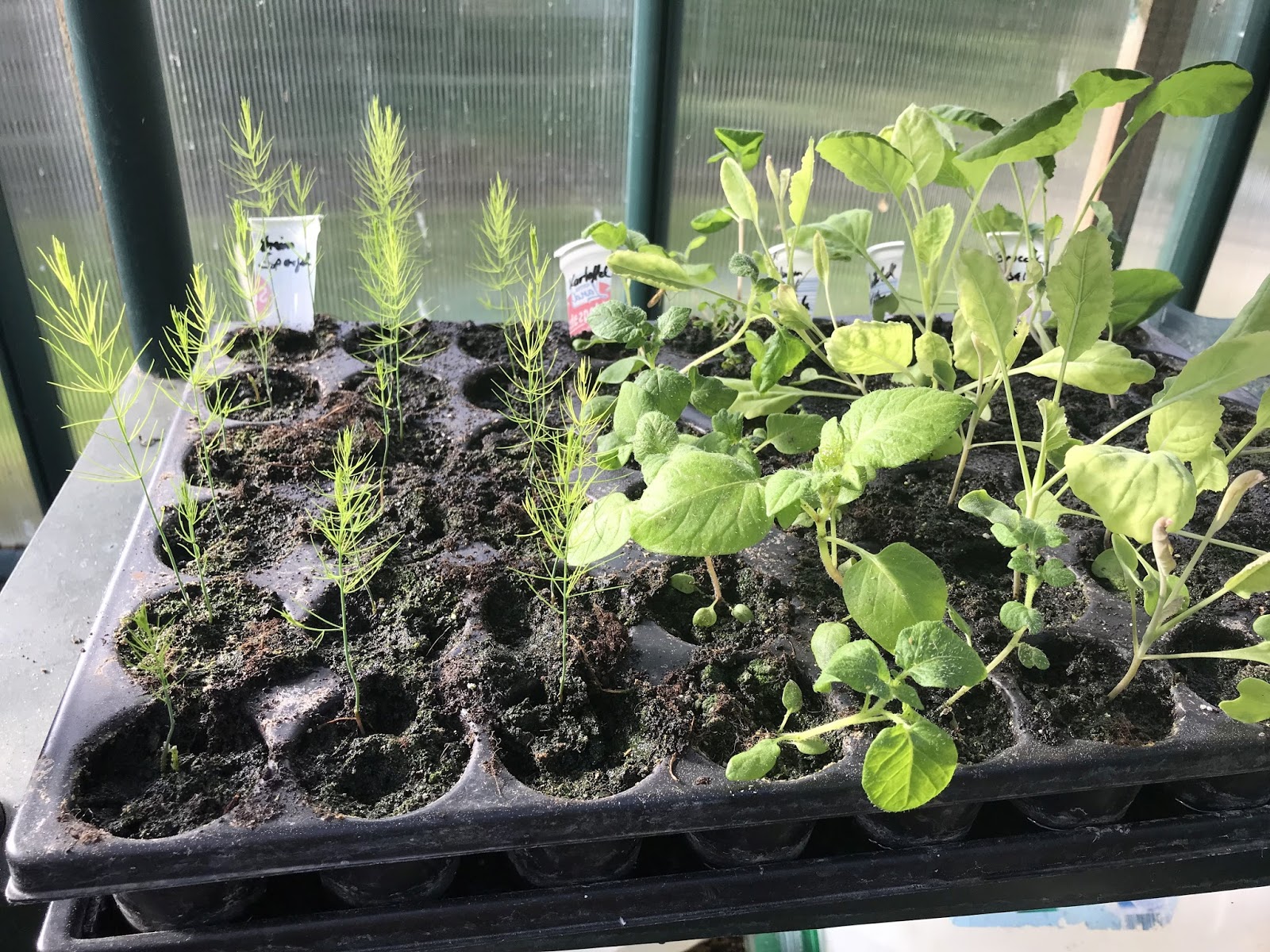 Man darf den Tag nicht vor dem Abend loben…. Achims Garten