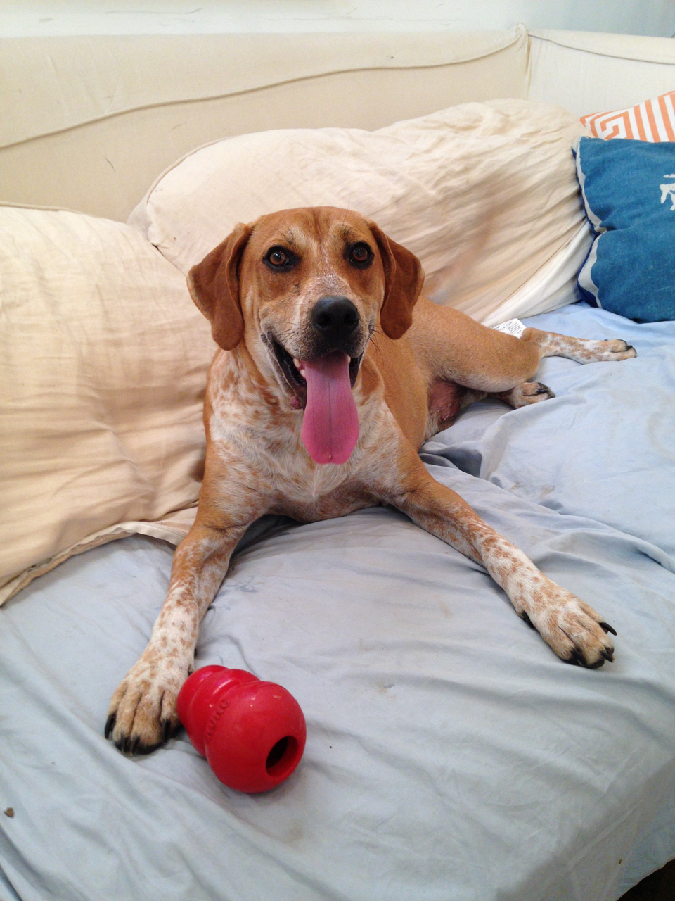 Petit Pet Care Pet Sitting and Dog Walking New Orleans Blog