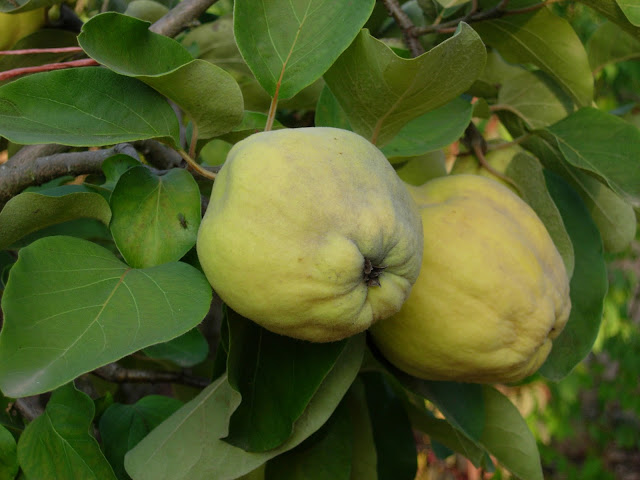 ZAMBOAS EN EL ÁRBOL, OTOÑO