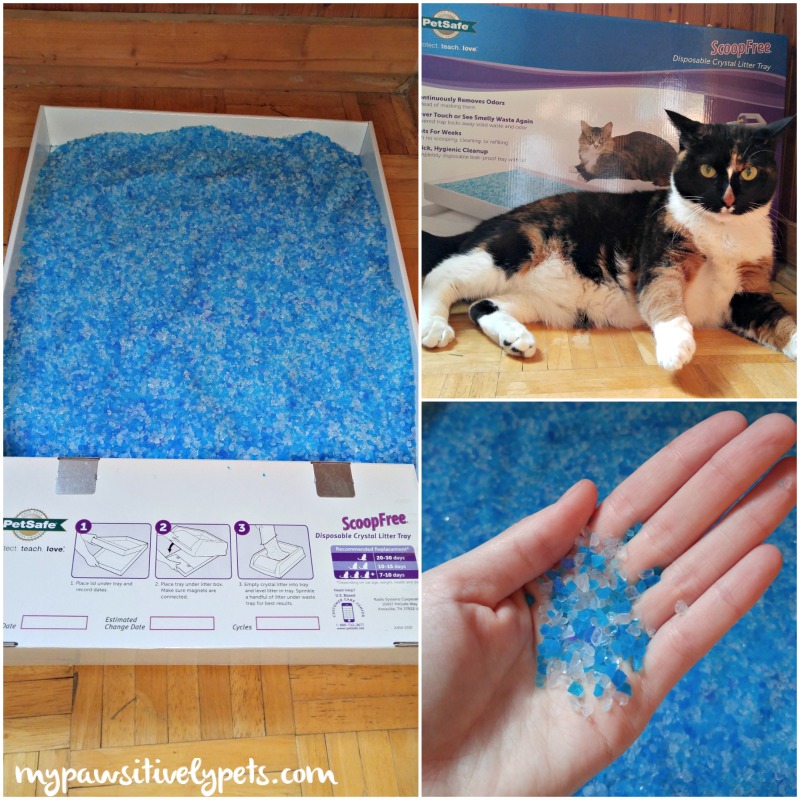 Is It Worth It to Invest in a SelfCleaning Litter Box? Pawsitively Pets