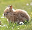 Mengetahui Klasifikasi dan Morfologi Kelinci