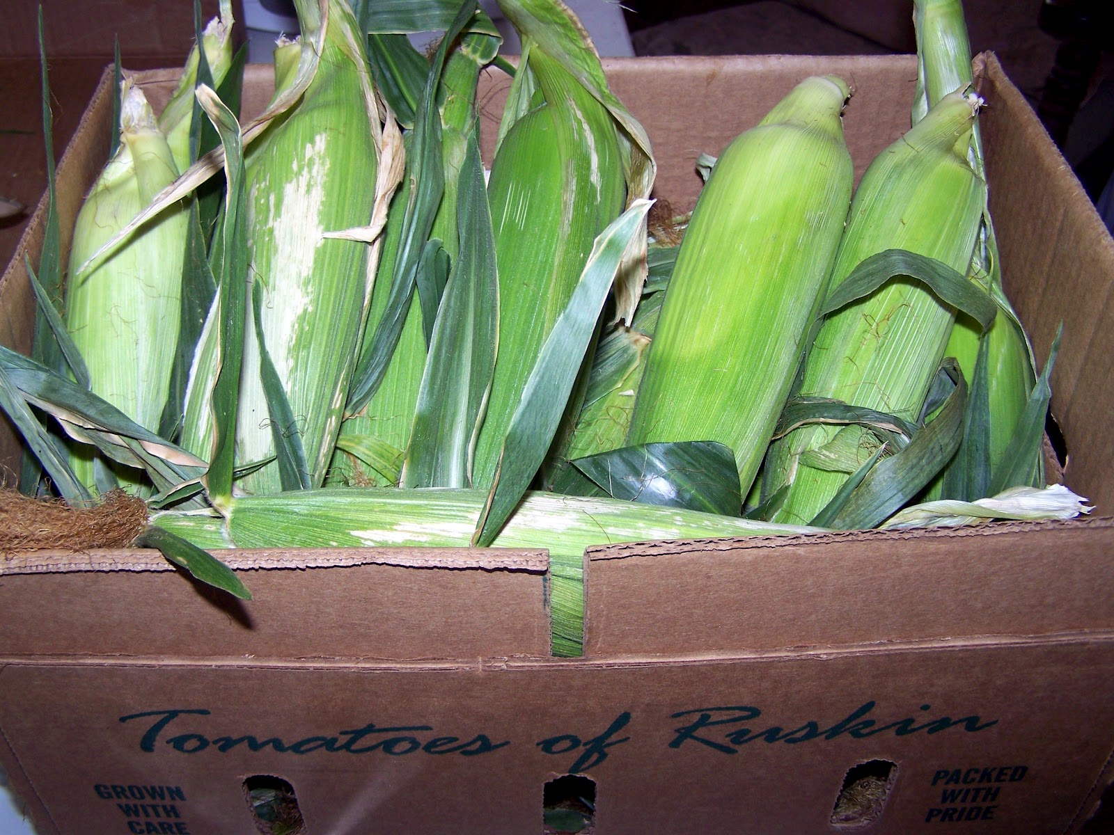 Vacuum Sealing Corn on the Cob with Husks On