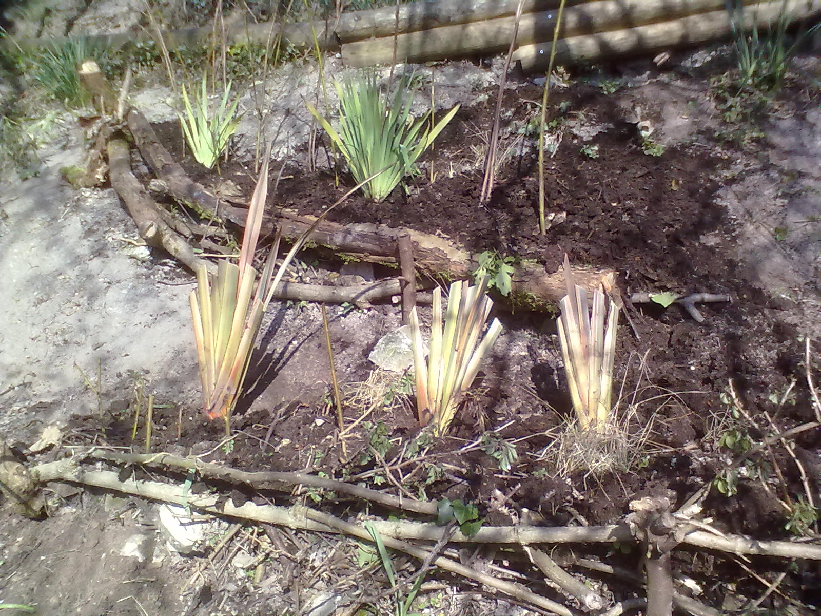 Rachel the Gardener Phormium How To Split Them
