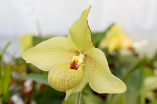 , Visita alle serre di Giulio Celandroni, diarid'orchidee