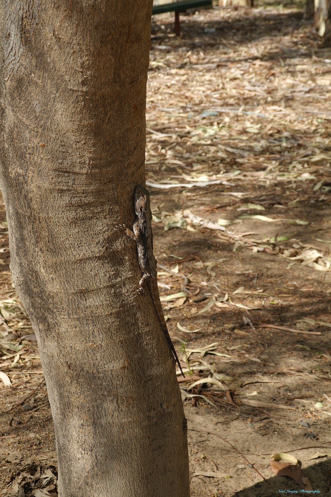 Can Go Around Australia Lloyd Jones Weir, Barcaldine