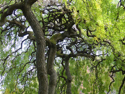 【京都府】京都府立植物園　 シダレエンジュ