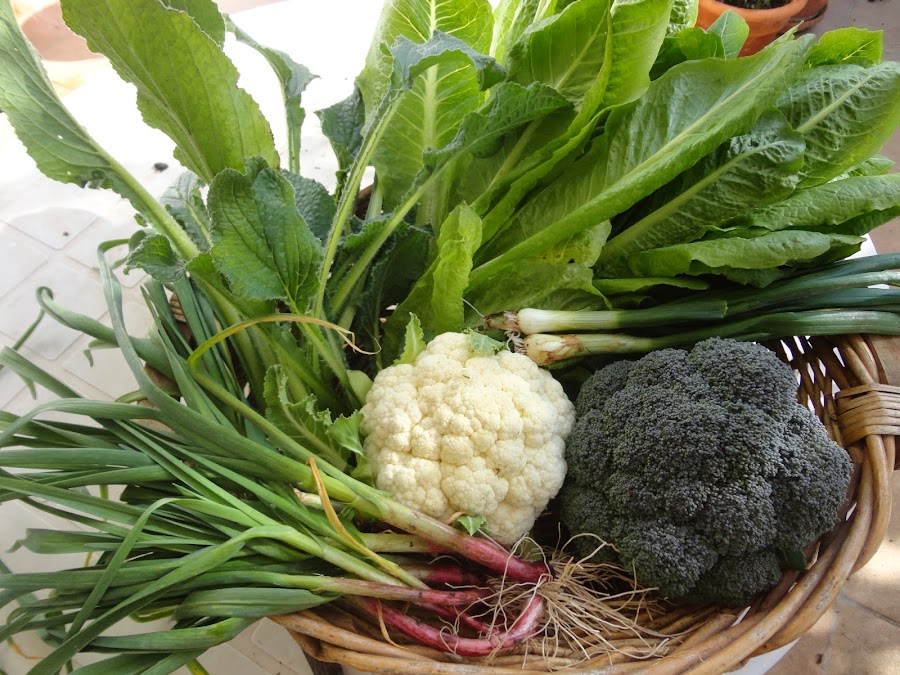 Ajetes-brócoli-lechuga-coliflor-cebolletas-borrajas