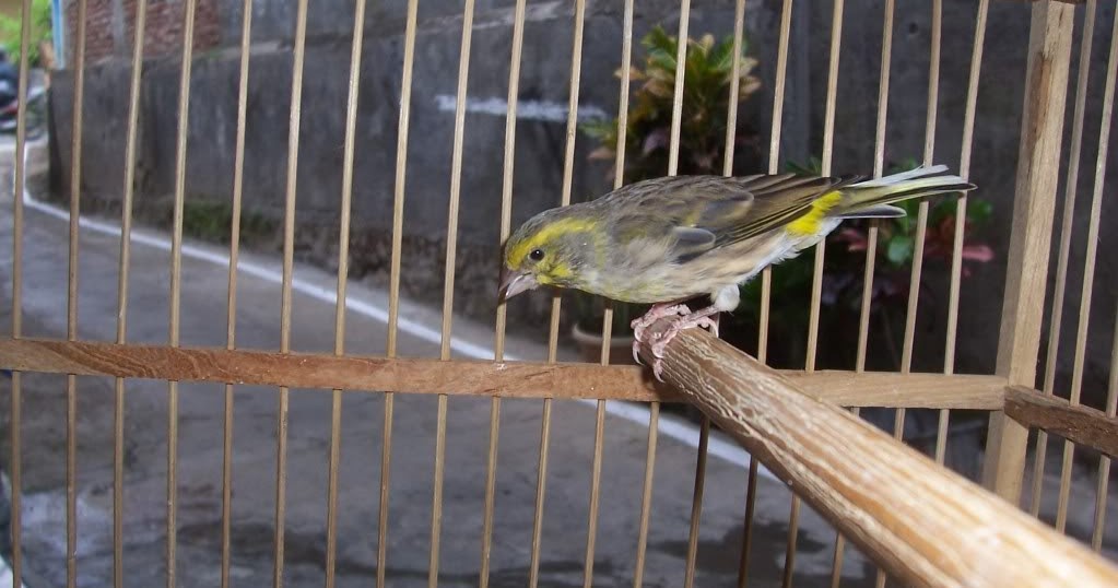 Harga Burung Blackthroat Terbaru Februari 2020