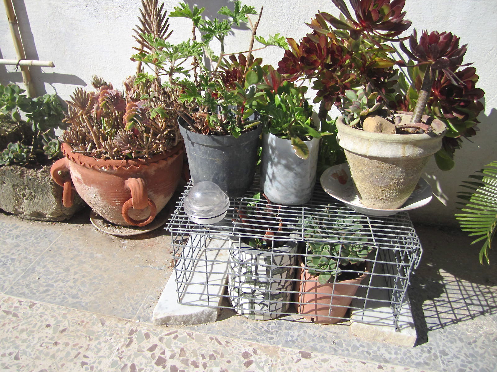 MulticoloredPieces: Mosaics & Garden