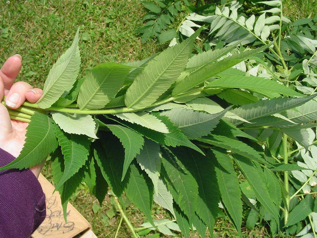 Art, beauty and wellordered chaos Sumac Dye, Part 1