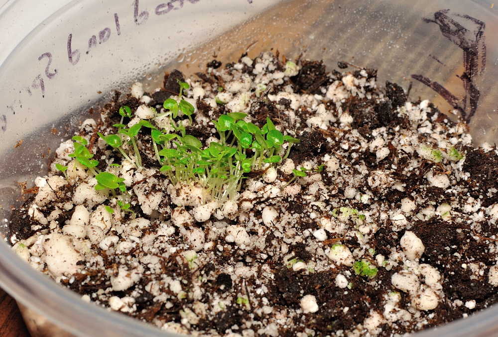 African Violet Ramblings How many seeds are in an African violet pod?