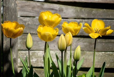 15 Gambar  Bunga  Tulip  yang Indah dan Cantik Roman Kamelove